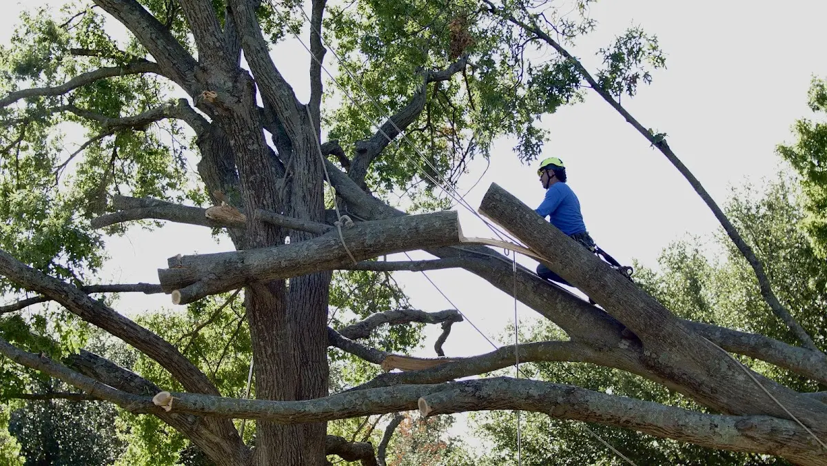 Professional Hazardous Tree Removal performed by certified arborists in Hopkins